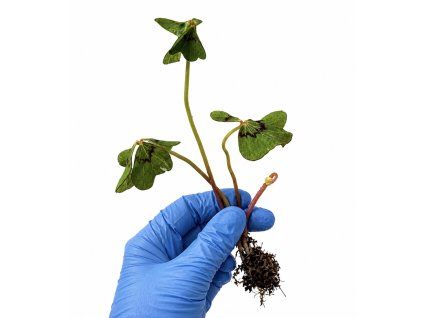 Oxalis ”řízek k zakořenění”