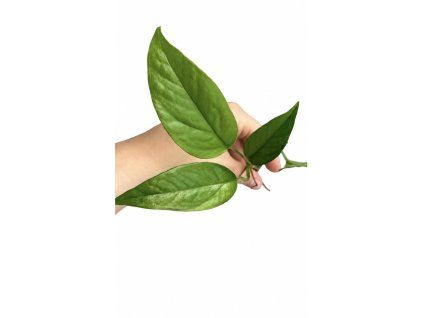 Epipremnum pinnatum NEON "řízek k zakořenění”