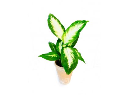 Dieffenbachia camilla