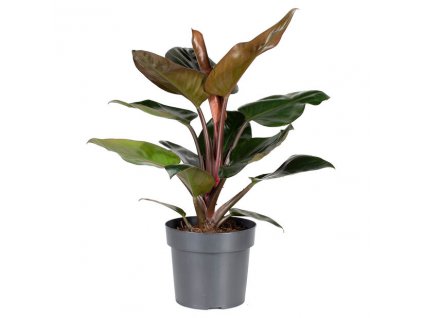 534986 Philodendron Rojo Congo 17 cm item 534986