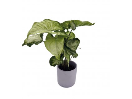 Syngonium "White butterfly"