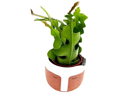 Epiphyllum anguliger "Fishbone cactus" baby malá rostlinka