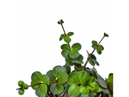 peperomia tetraphylla hope 04