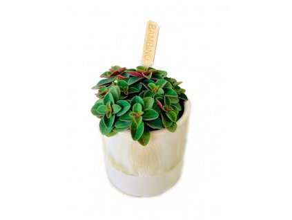 551a4847 755a 464a 95f6 e7e2a46c91dd