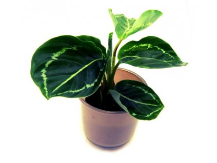 Calathea roseopicta "Apple bee" baby malá rostlinka