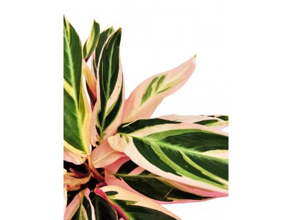 Calathea "Triostar"