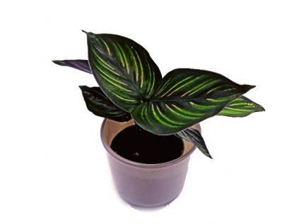 Calathea "Pinstripe" baby