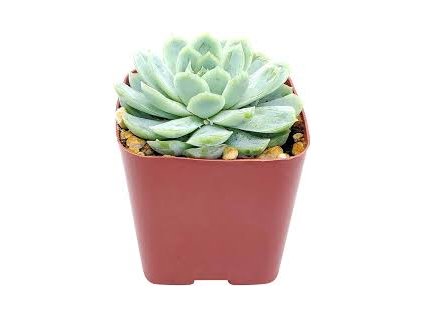 Echeveria elegans