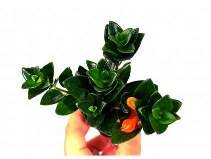 Nematanthus "Goldfish plant"