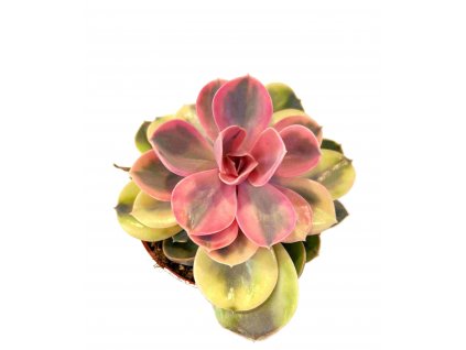 Echeveria "Rainbow"