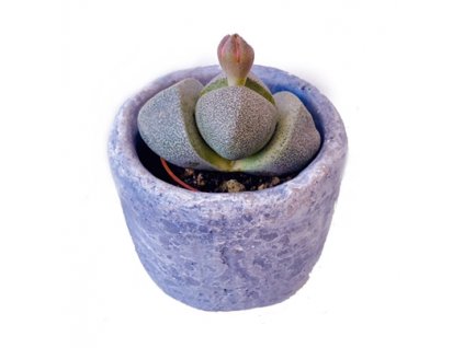 Lithops Spp. Pleiospilos