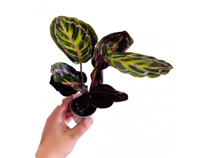 F1C628C0 608F 423A 9D55 55A92802D2A7