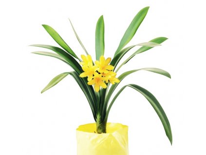 Clivia miniata citrina 1