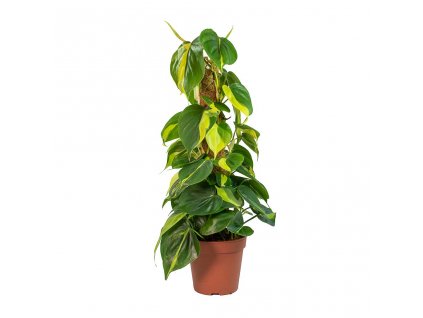 Philodendron scandens Brasil Sweetheart Plant Moss Pole