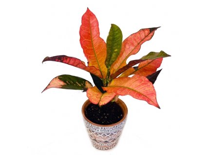 c1bab3c9 cf4f 498b bf1c 1defba303e7d