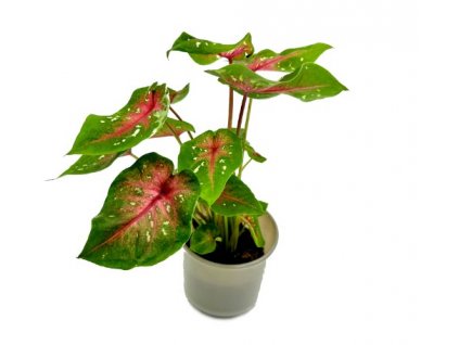 Caladium "Casey"