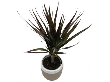 Dracena margirata "Magenta"