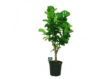 Ficus "Lyrata" strom XXL 140 cm