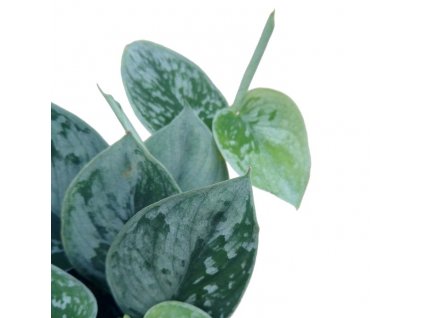 Scindapsus pictus Silvery Ann 1