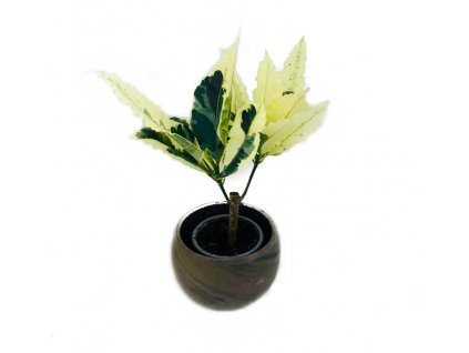 92d69b43 632e 4418 aaf3 9a237f0b226a