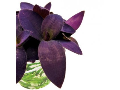 Tradescantia pallida "Purple heart" řízek k zakořenění