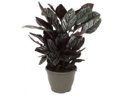 Calathea sanderiana “Ornata” XXL