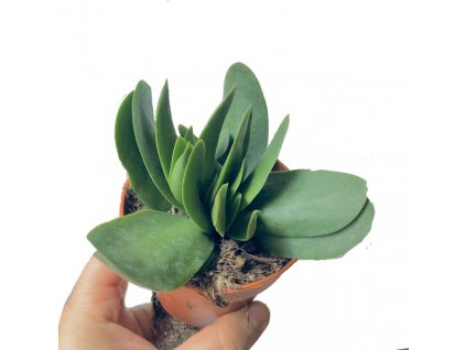 E85E68C8 038E 4C79 B7EA ECA974066D43