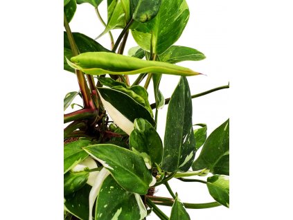 Philodendron "White princess" řízek k zakořenění