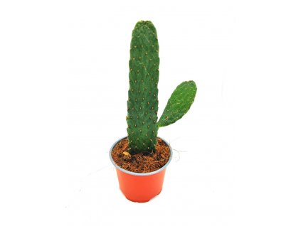 Opuntia