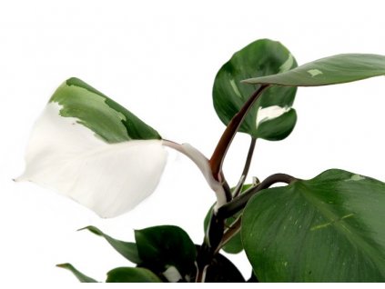 Philodendron "White knight" řízek k zakořenění