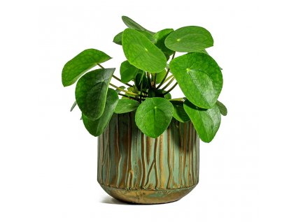 Pilea peperomioides Chinese Money Plant Caro Metal Plant Pots Set of 6 Copper Green