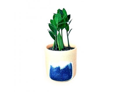 zz plant zamioculcas zamiifolia home garden house plant shop 4 paint stroke planter 486872 800x