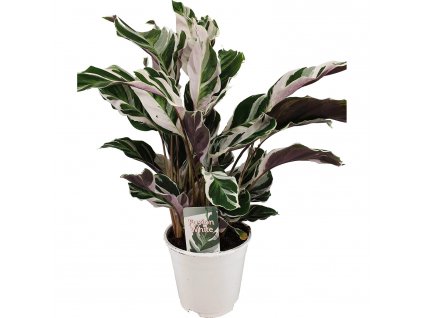 Calathea "White fusion"