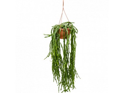 rhipsalis paradoxa