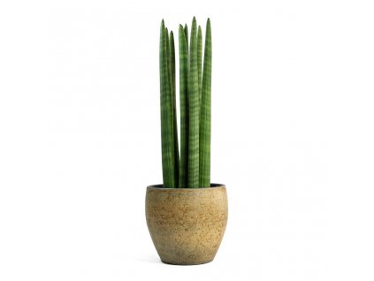 Sansevieria cylindrica Straight Cylindrical Snake Plant Emmy Plant Pot Camel 1200x