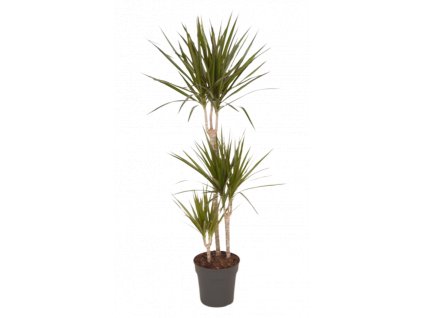 dracaena marginata dragon tree century plant