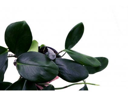 Raphidophora hongkongensis "řízek k zakořenění"