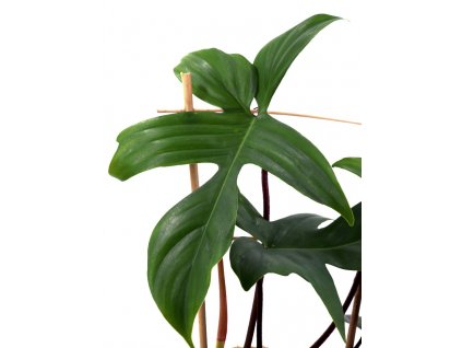 philodendron florida green detail03 scaled