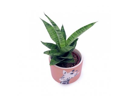 Sansevieria Cylindrica "Tough Lady" baby