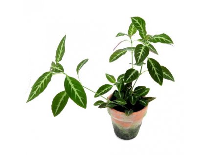 Chamaeranthemum