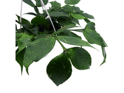 Hoya polyneura "řízek k zakořenění"