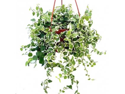 nurserylive ficus pumila variegated creeping fig variegated hanging basket plant 420x
