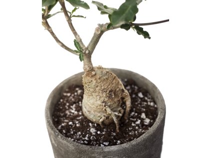 4CA3ACD3 775D 4C45 8034 E1423A71342A