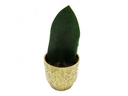 Sansevieria "Whale fin"