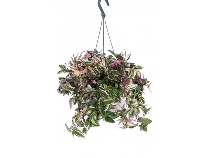 tradescantia quadricolor 1598448305 800x1200 61f283505c986 l