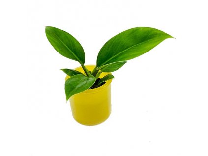 5c732580 e937 44af ad6f a78aa429b489