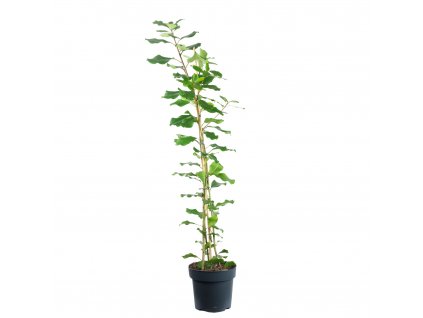 Ficus natalensis "Lynn" XXL