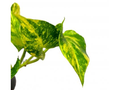 Epipremnum aureum HICOLOR "řízek k zakořenění"