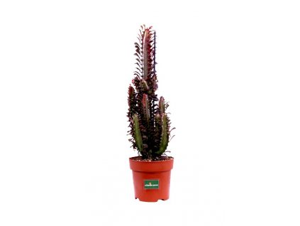 Euphorbia Trigona Rubra v17 egarden.store 1