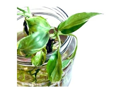 Spathiphyllum ex Indonesia "řízek s kořínky"